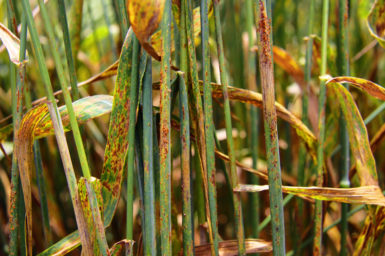 Wheat stem rust infected plants
