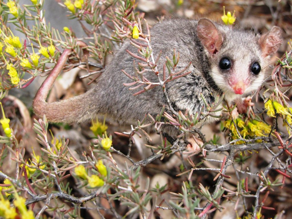 Invasive species are Australia's number-one extinction threat – CSIROscope