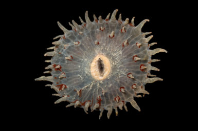 A picture of a Corallimorpharia
