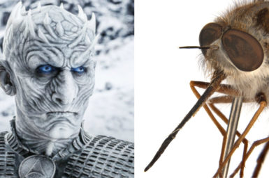 Close up photo of a fly's head showing large eyes and spine-like hairs. Next to a picture of the Night King from Game of Thrones