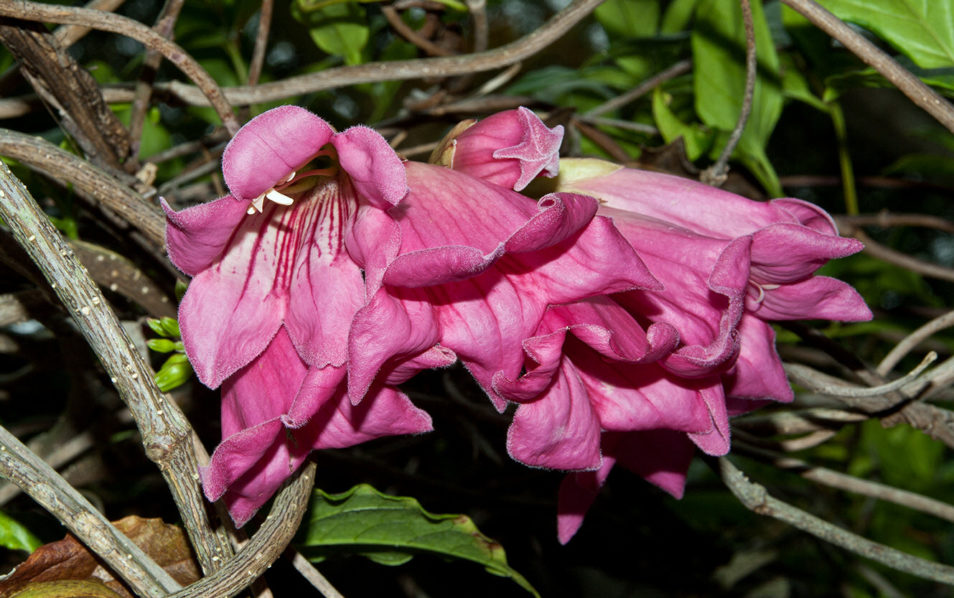 Close up of hot-pink trumpet-shaped flowers.