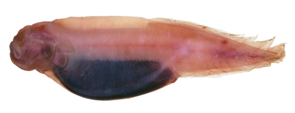 Side view of a pale peach-coloured fish.