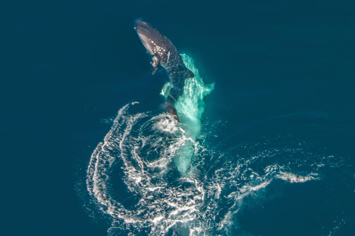Two whale sharks mating in the water