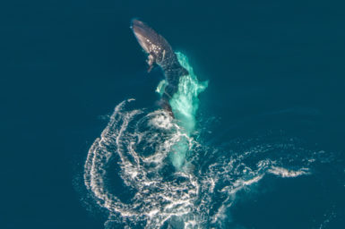 Two whale sharks mating in the water