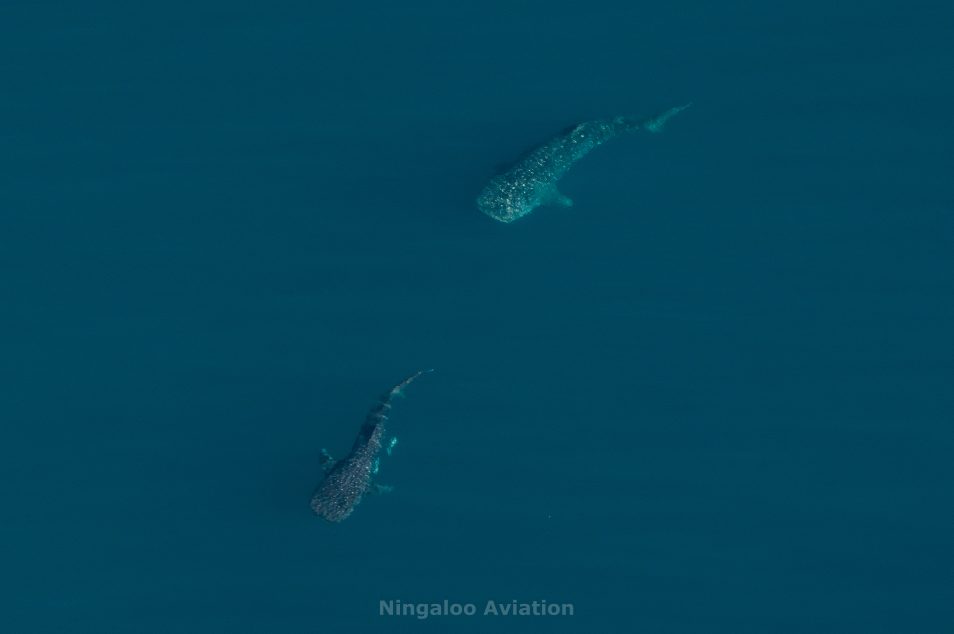 A male whale shark swimming near a female whale shark in the ocean