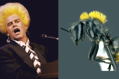 Elton John with bright yellow hair compared to black ant with yellow hair.