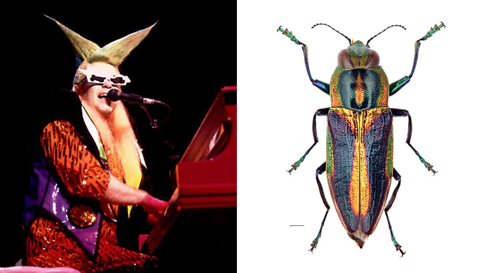Elton john in colourful jacket and hair in two spikes. Compared with colourful beetle.