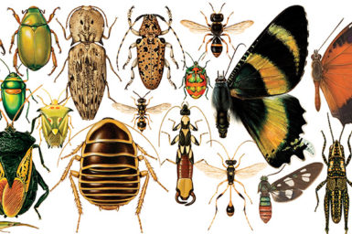 Illustration of bugs