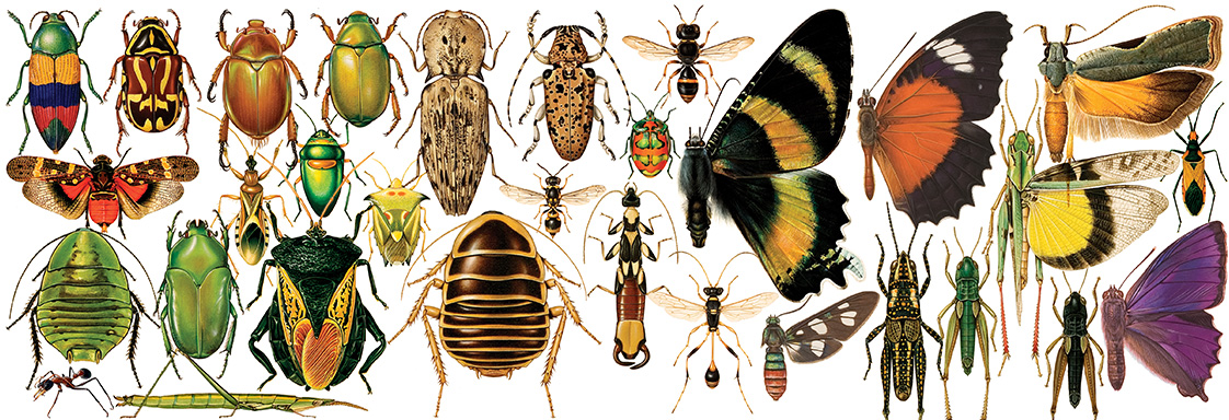 Illustration of bugs