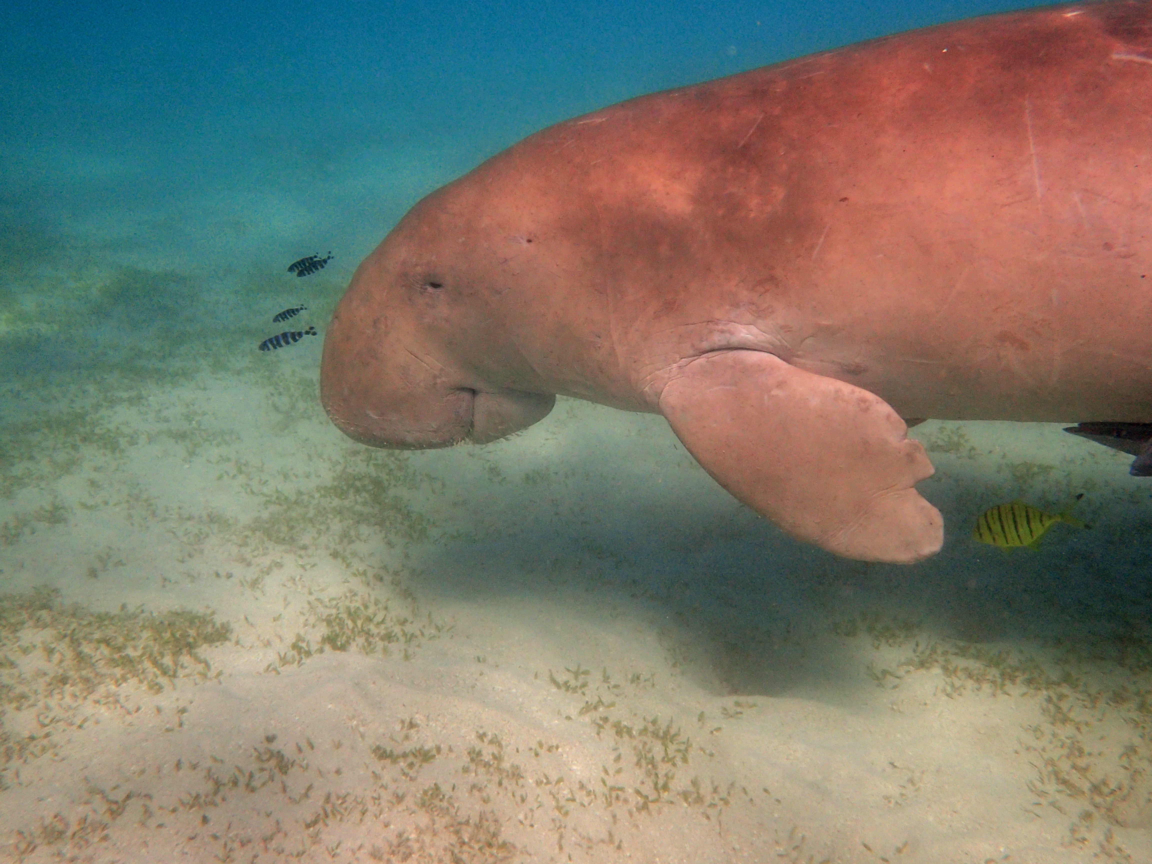 A dugong in the ocean