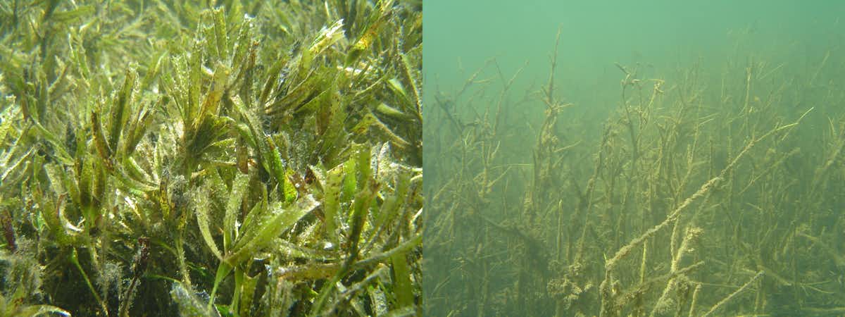 healthy seagrass on the left and damaged seagrass on the right