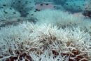 Bleached staghorn coral on the Great Barrier Reef.