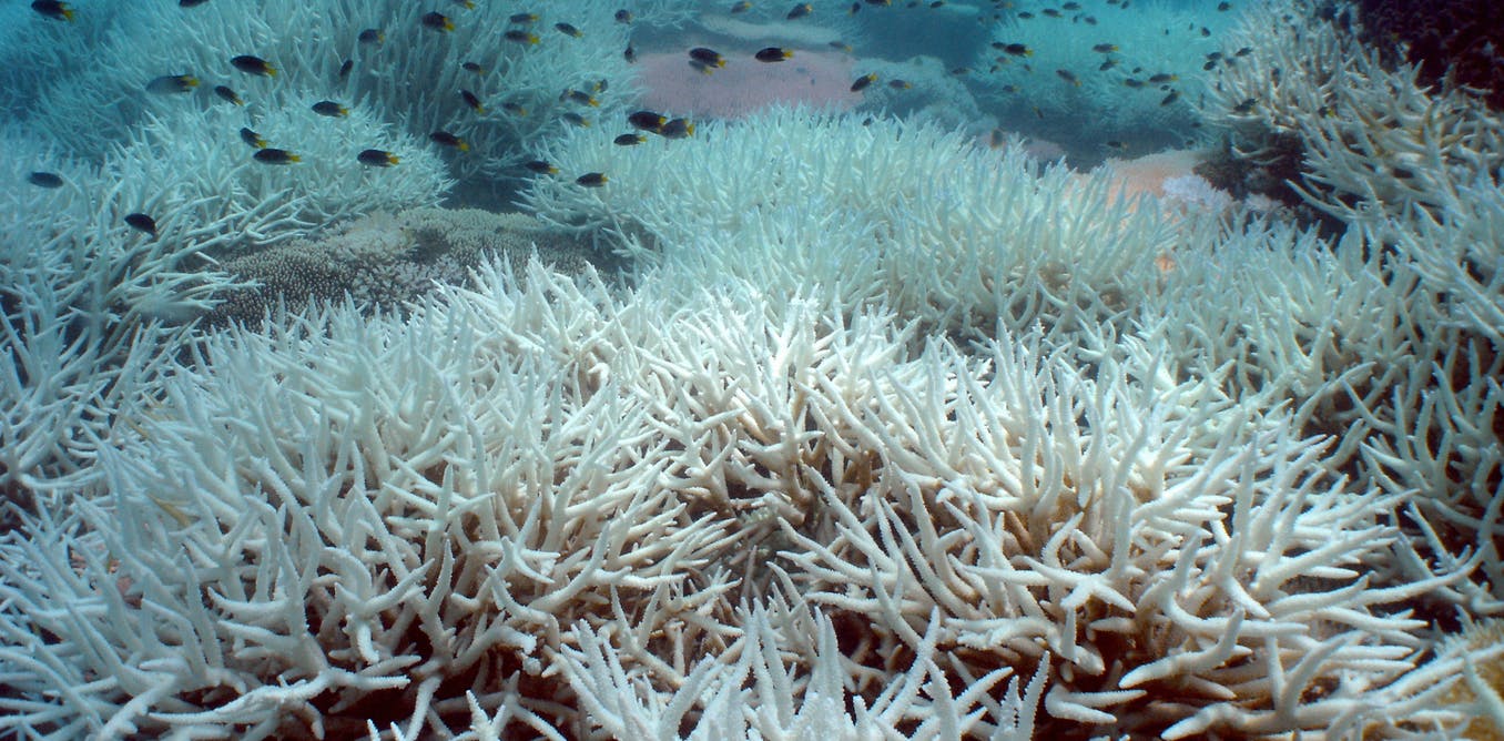 Bleached staghorn coral on the Great Barrier Reef. 
