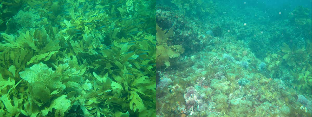Healthy kelp on the left and area of dead kelp of the right