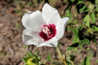 A white hibiscus flower with dark red centre growing in the wild.