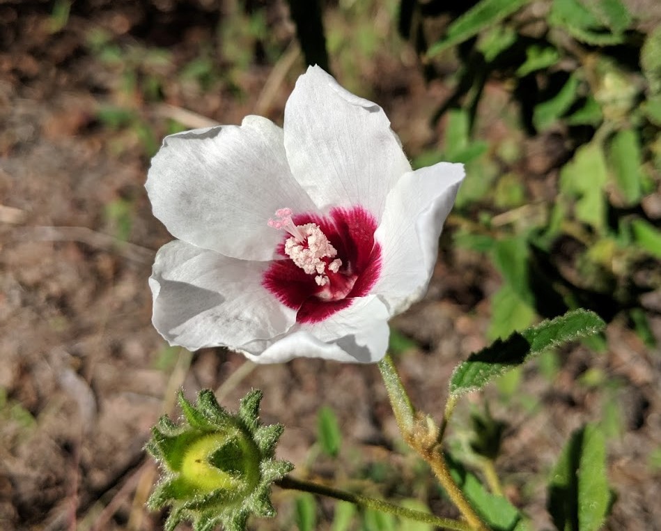 A white hibiscus flower with dark red centre growing in the wild.