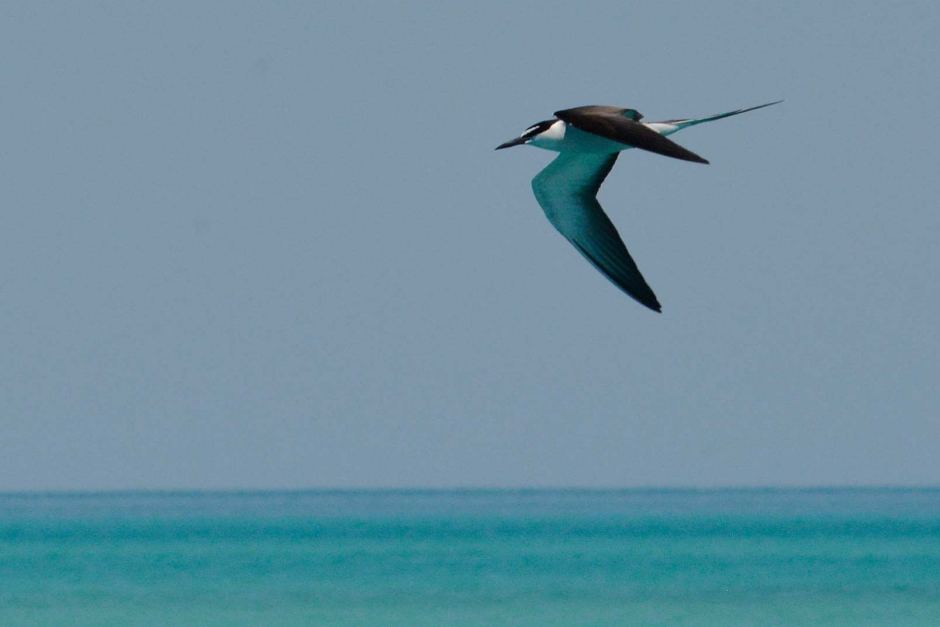 A bird flying in the sky with the ocean in the background. 