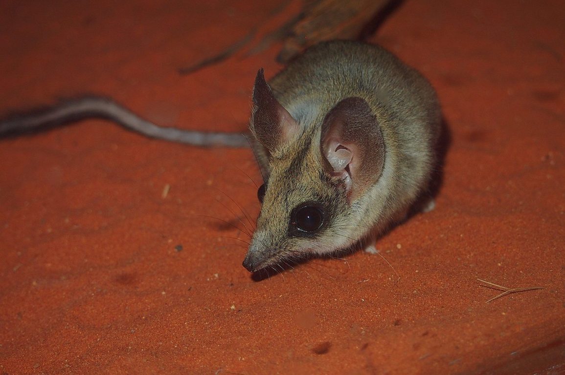 A kultarr (small mouse-like creature) on red dirt