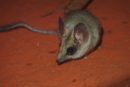 A kultarr (small mouse-like creature) on red dirt