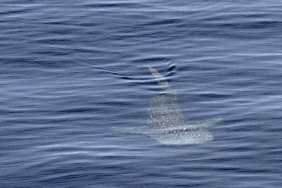 A whale shark in the water