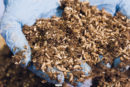 Black soldier fly maggots, or larvae, in gloved hands