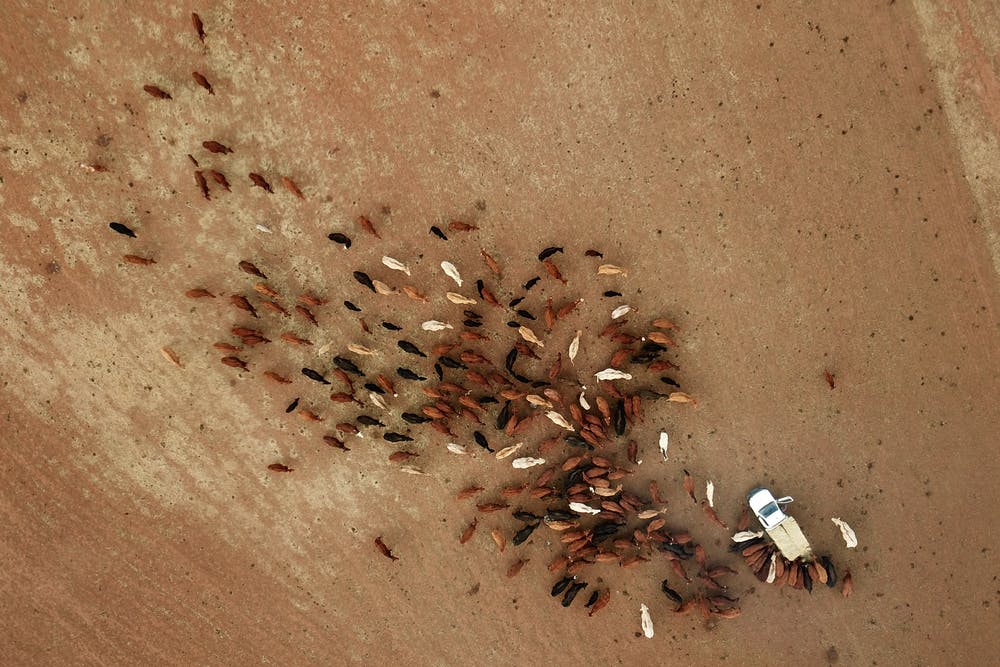 Arial view of cattle in a paddock