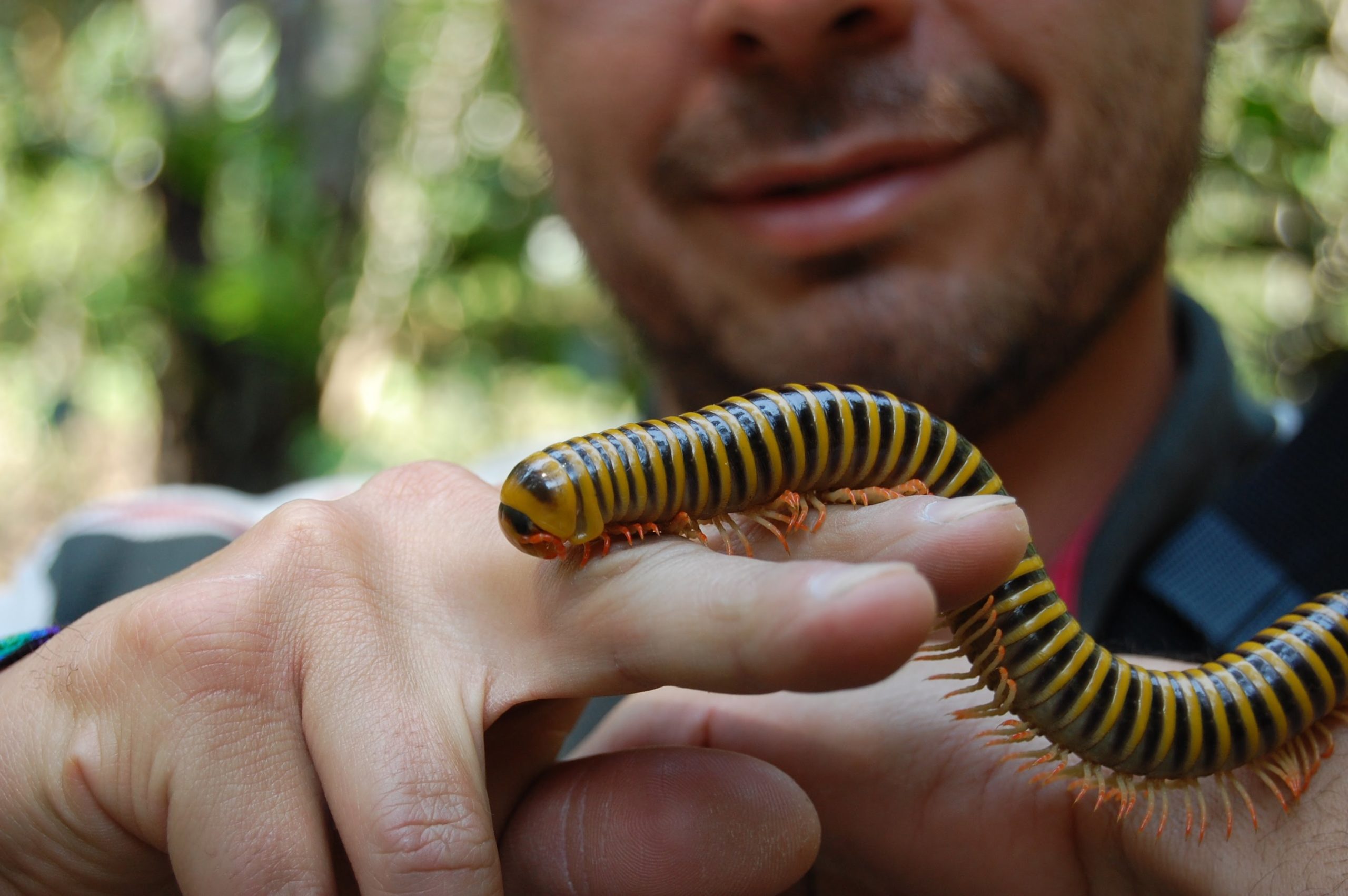 750 legs and stinky: The miniature lives of millipedes – CSIROscope