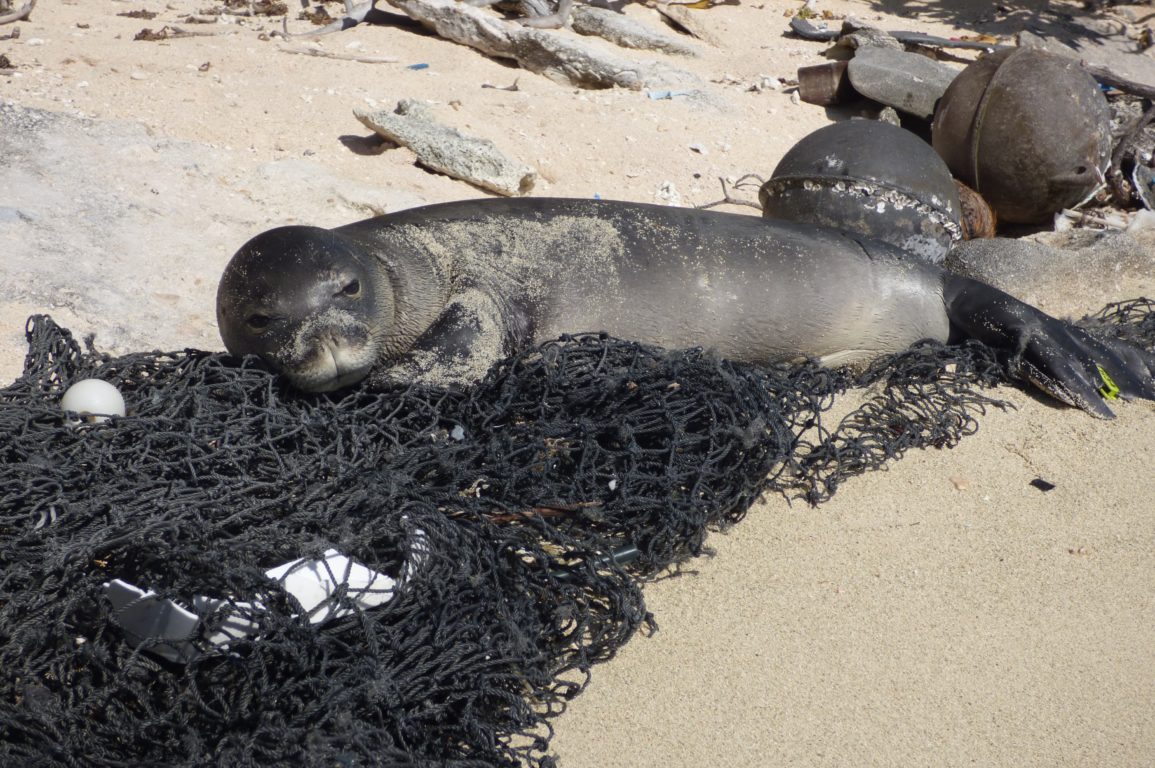 Monk seal lying on fishing net on a beach