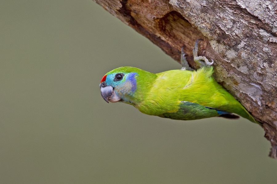 a multi-coloured bird holding on to a tree trunk