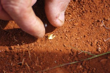 Hand picking up Pilbara gold nugget out of rust-red dirt