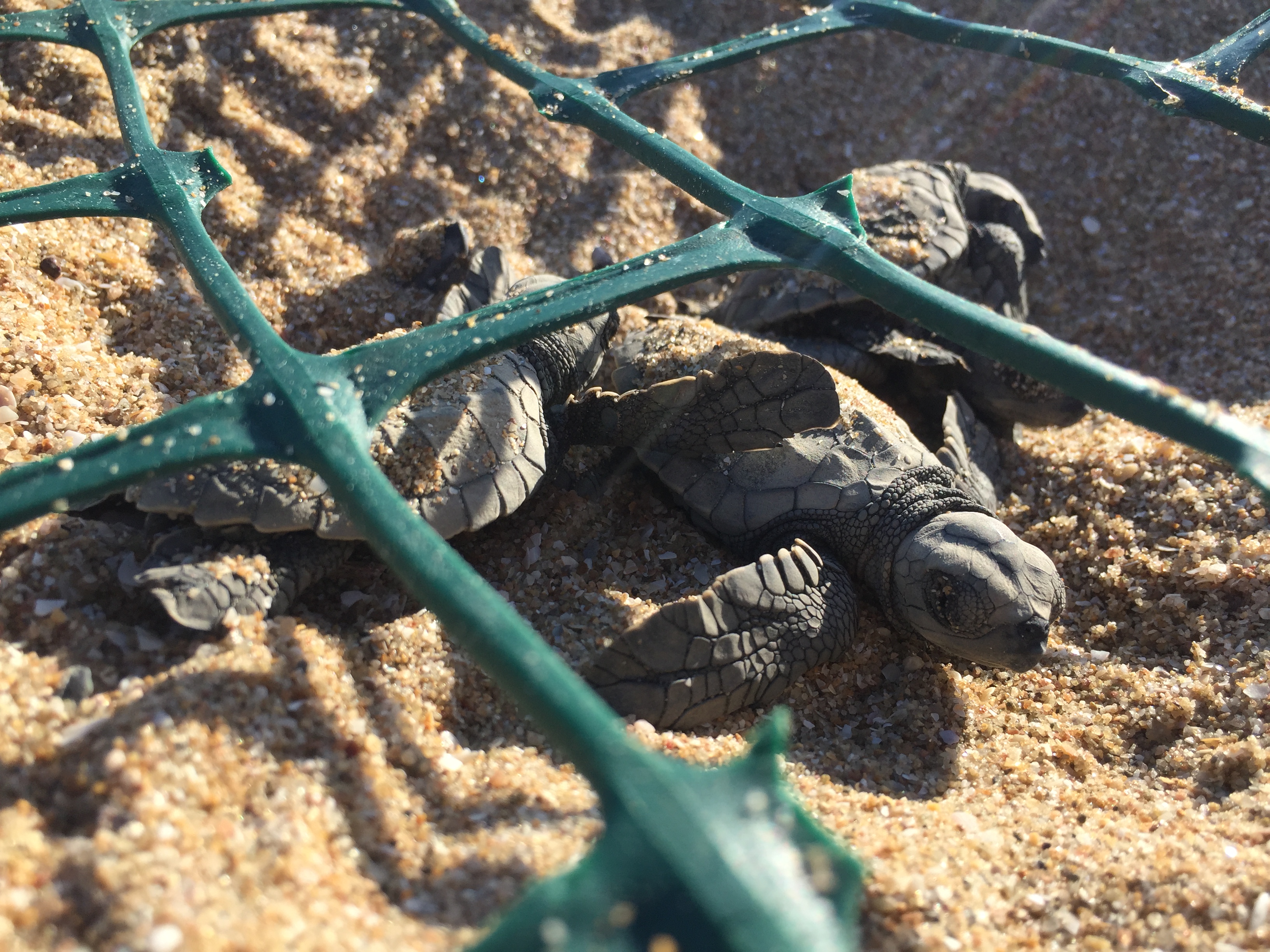 close up of green garden mesh over baby turtles on the sand