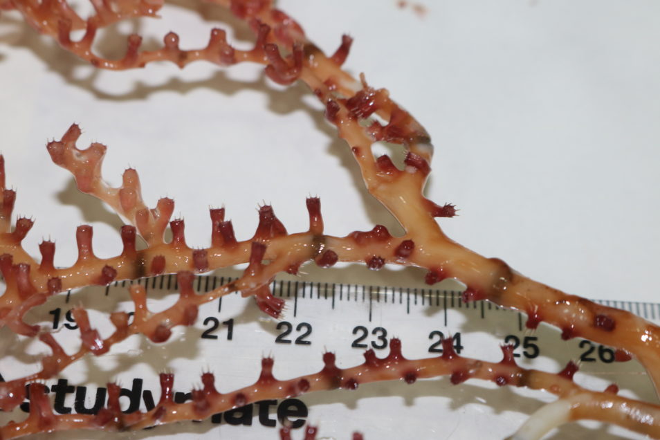 close up of red spiky looking coral against a ruler
