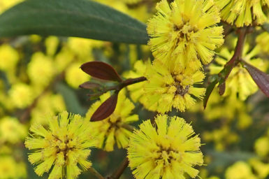 close up of yellow wattle blooms