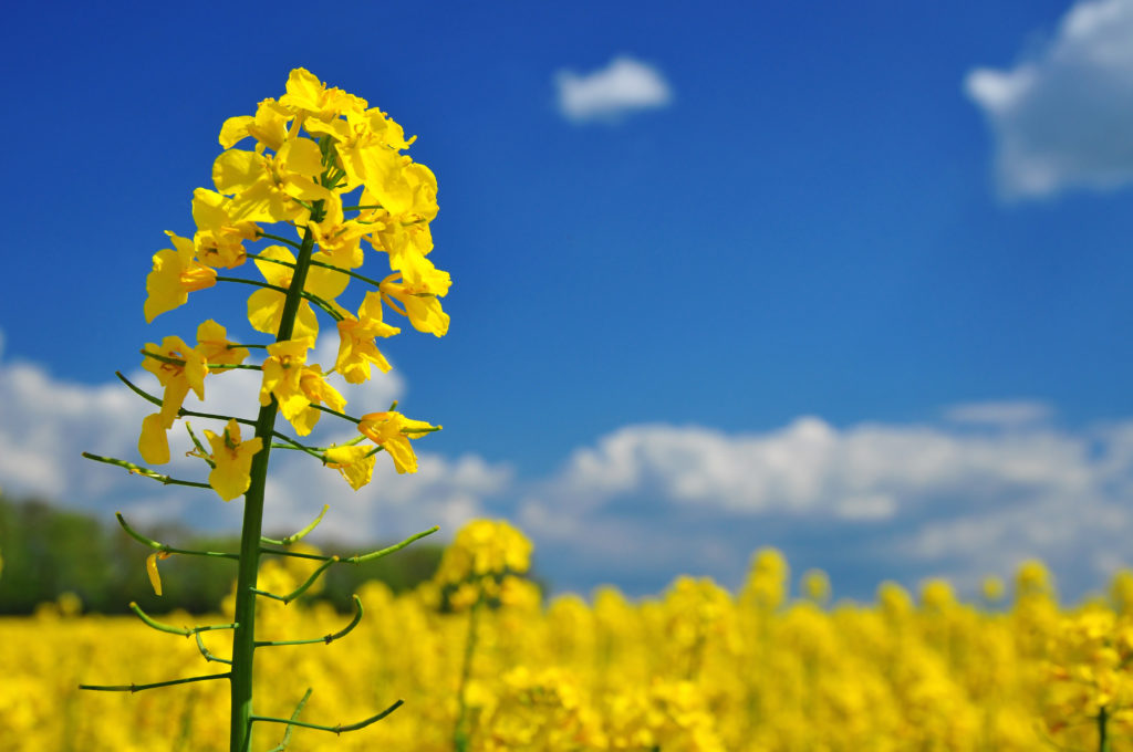 A field of flowering polyploidy canola