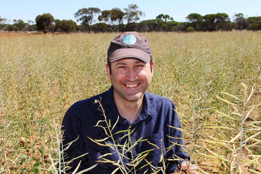 Dr Matthew Nelson squatting amonst polyploidy canola crops wearing a CSIRO cap