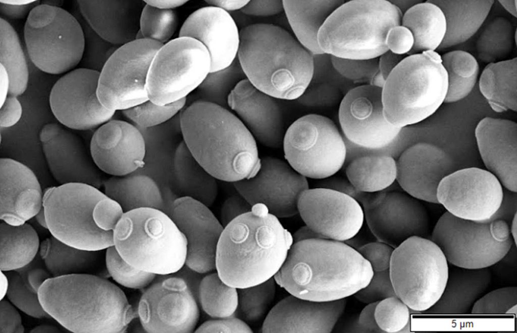 Brewer's yeast as seen under a scanning electron microscope.