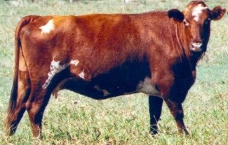 A brown bull with white patches on grass. The bull is looking at the camera. 
