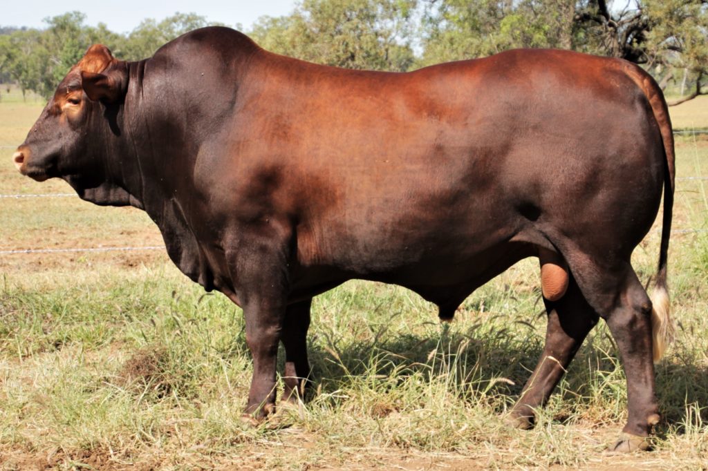 A dark mahogany coloured bull on grass. 