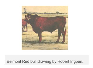 An illustration of a large mahogany coloured bull. Below is the text "Belmont Red bull drawing by Robert Ingpen"