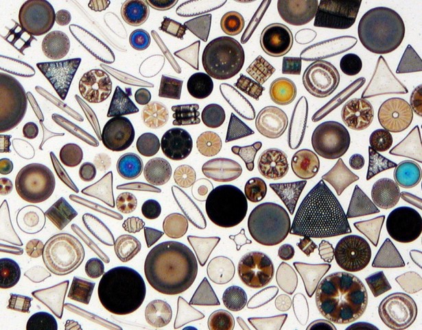 Microscopic image of Phytoplankton 