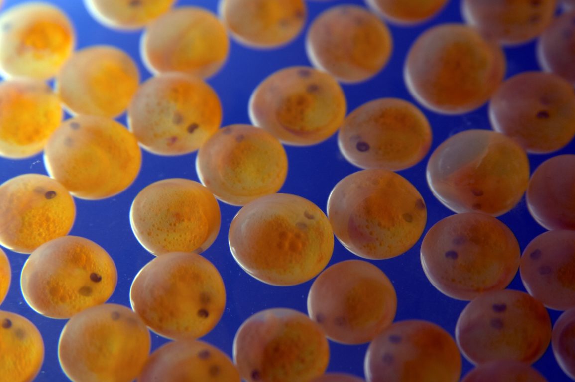 Salmon embryos