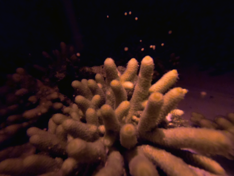 Coral spawning eggs and sperm into the water