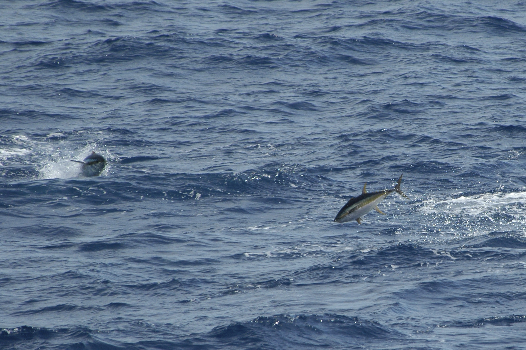 Two Yellowfin Tuna jump out of water