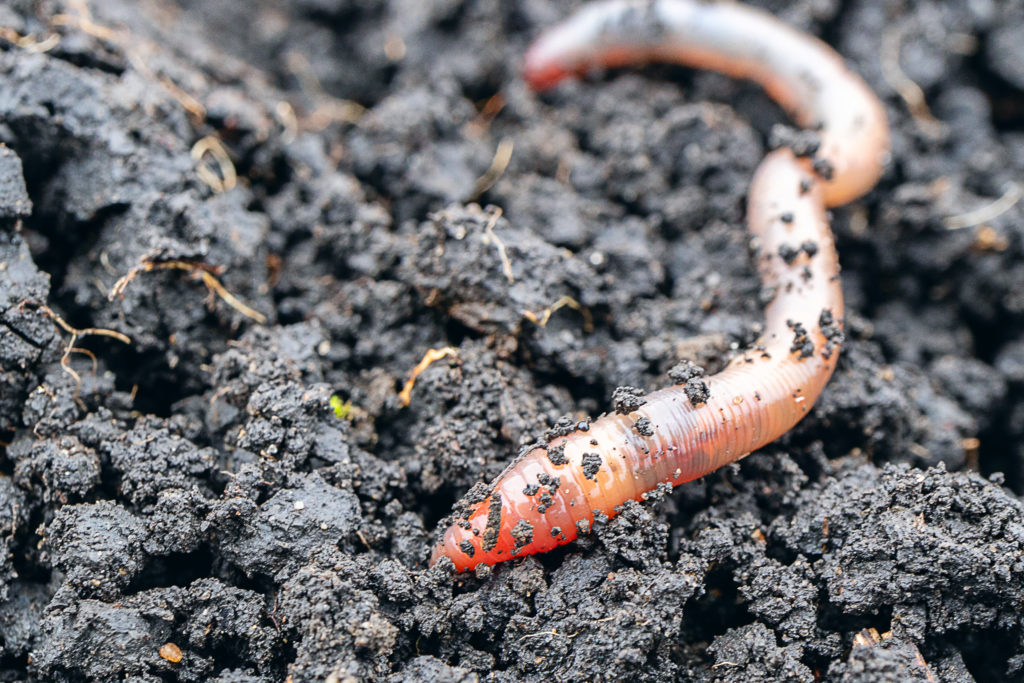 An earthworm moves through soil.
