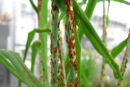 close up image of rust fungus on plant leaves