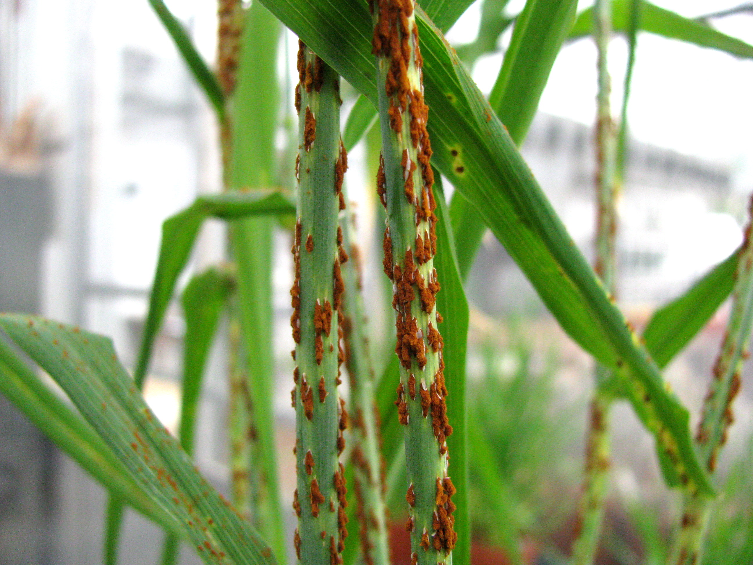 close up image of rust fungus on plant leaves