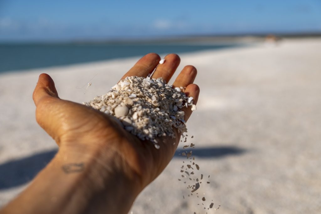 A hand holding up sand and shells. The beach is in the background.