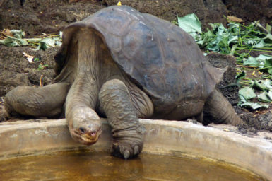 Tortoise with long neck