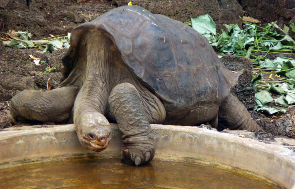 Tortoise with long neck (part of our research on extinct animals)