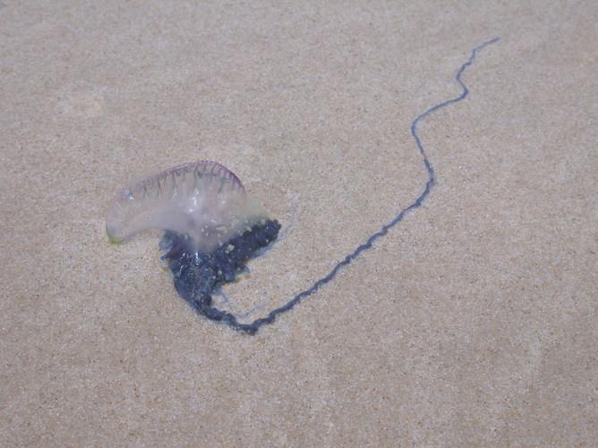 A single jellyfish with a clear body and very blue tentacles. It's on the sand. 